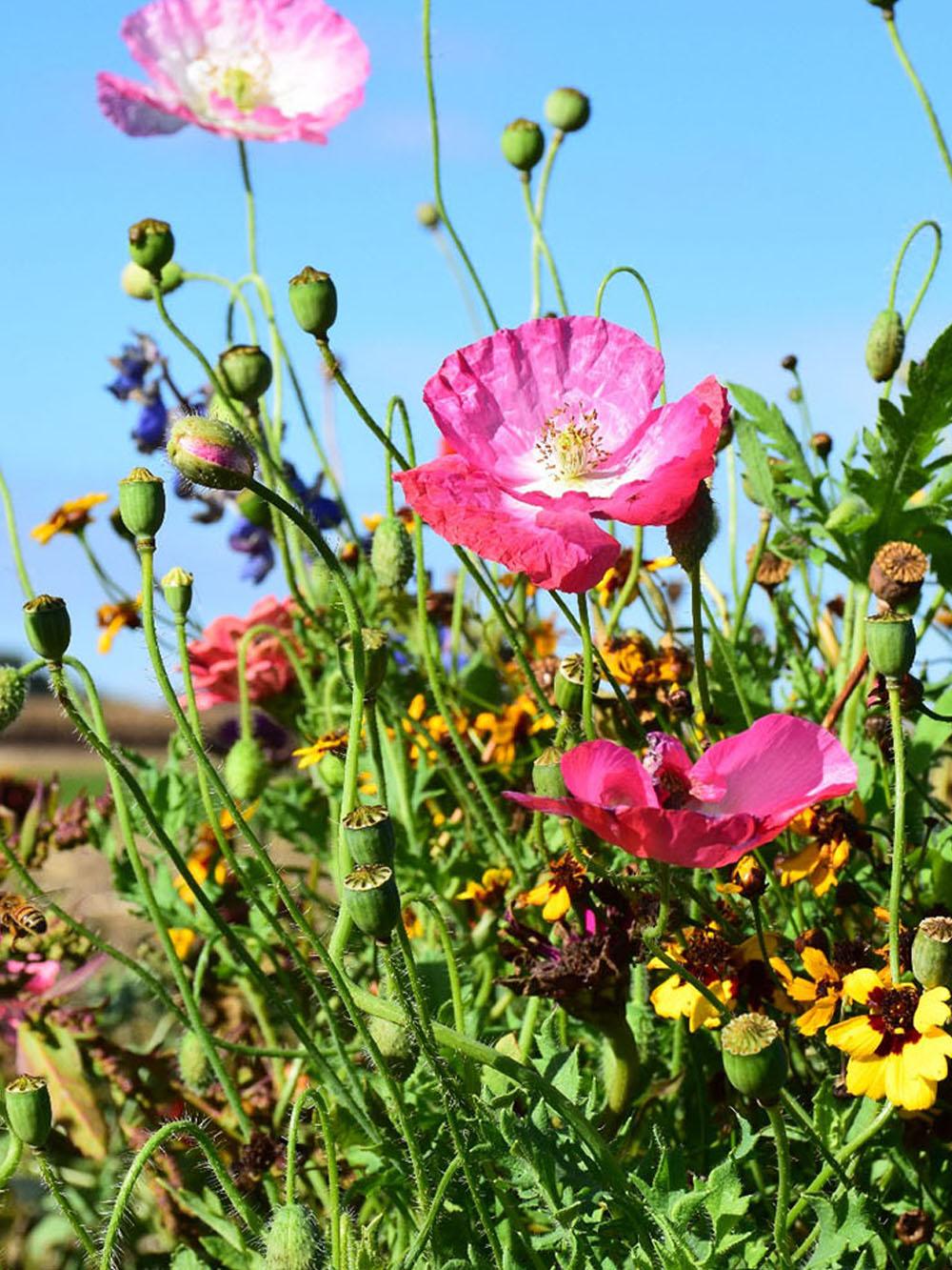 Midwest Wildflower Mix